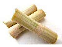 Sugarcane 竹蔗