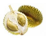 Durian 大頂榴槤