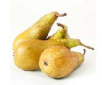 Pear,Belgium  長柄啤梨