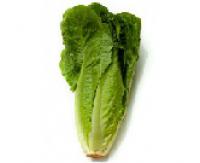 Lettuce,Romaine 羅馬生菜