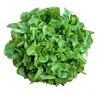 Lettuce,Oak Leaf,Green  青橡葉