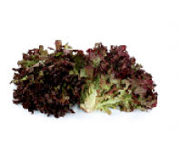 Lettuce,Oak Leaf,Red 紅橡葉