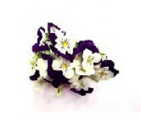 Cornabria Blossom-Purple & White