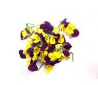 Cornabria Blossom-Purple & Yellow