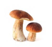 Mushroom,Porcini,Fresh 新鮮牛肝菌