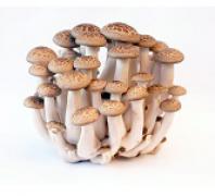 Mushroom,Shimeji 靈芝菇