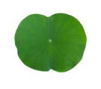 Lotus Leaf 荷葉