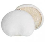 Mushroom,White Abalone白靈菇(鮑魚菇)