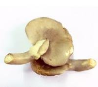 Mushroom,Oyster  蠔菇