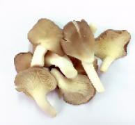 Mushroom,Oyster 秀珍菇